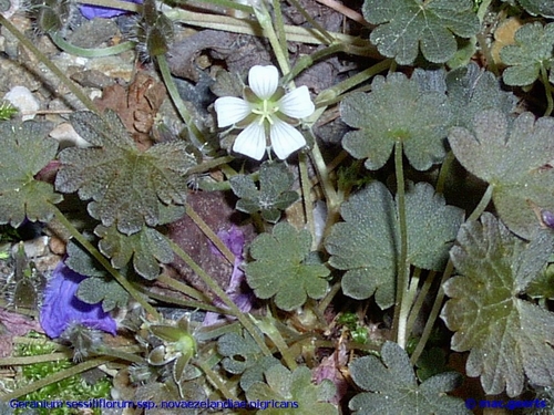 Geranium sessiliflorum ssp Novaezelandiae 'Nigricans'